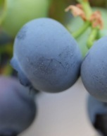 Borówka amerykańska Patriot C2 40/50cm bardzo wczesna