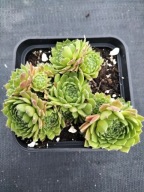 Rojnik 391 LIANA o podłużnych liściach