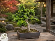 GOTOWE BONSAI Jodła koreańska x kaukaska 'Arat' Abies koreana nordmanniana