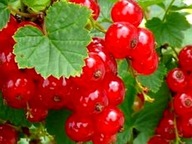 Porzeczka czerwona na pniu JONKHEER