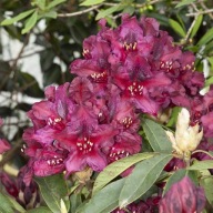 RÓŻANECZNIK | Rododendron | 'Kali'