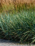 Wydmurzyca piaskowa (leymus arenarius) C2