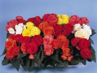 Begonia bulwiasta Nonstop Mocca Mix KOLORÓW CZERWONE LIŚCIE