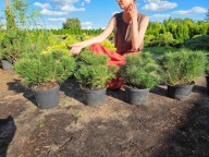 Kosodrzewina pumilio 25cm