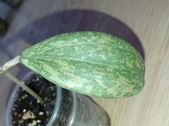 Hoya Hoja VERTICILLATA IML 1618 (wibergiae) ukorzeniona