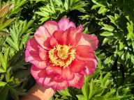 Piwonia ITOH "JULIA ROSE" Duża SADZONKA doniczka 5 l