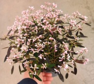 Wilczomlecz różowy Euphorbia Shades In Pink