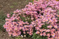 ZŁOCIEŃ "CLARA CURTIS" CHRYZANTEMA WIELOLETNIA, DUŻA SADZONKA d. 3 l