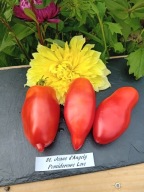 Pomidor St. Jean d'Angely na przeciery hairloom nasiona kolekcjonerskie