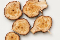 Tuja plaster drewna krążek 10 sztuk średnica 10-20cm gr 2cm hit