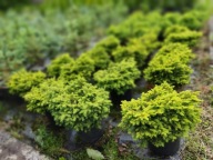 Świerk Gniazdowy - krzewy pod Limanowa