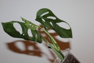 Monstera adansonii variegata - sadzonka