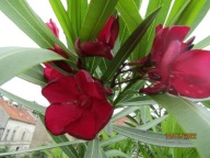 Nerium Oleander pojedynczy EMILE SAHUT młoda ukorzeniona sadzonka