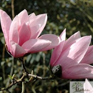 Magnolia 'Star Wars'