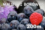 BANER SPRZEDAŻ BORÓWKI BORÓWKA MALINY 2x1 A6