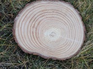 Plaster drewna sosny duży krążek 1 szt. 30-35 cm Grubość 2 cm Naturalny