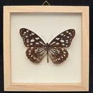 Motyl w gablotce Tirumala Petiverana