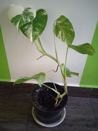 Monstera veriegata-ładna sadzonka wybarwiona