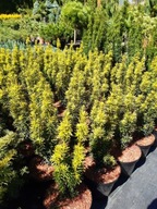 Cis Hicksi Hilli Aurea Fastigiata David Summergold