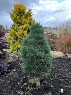 WSPANIAŁA MINI NIEBIESKA KOLUMNA Sosna 'Bailey’s Upright' Pinus sylvestris