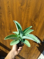 Kalanchoe laetivirens – żyworódka szerokolistna S