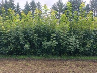 Klon jawor 100 cm - 140 cm Pakiet 10 sztuk.