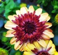 Stokrotka Erato Double Orange Center Osteospermum SŁONECZNE KWIATY