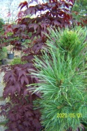 Sosna włochata świerk cyprys daglezja cis jodła irga inna