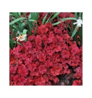 Żurawka 'Cherry Cola' Heuchera