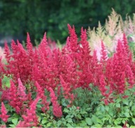 Tawułka Arendsa 'Fanal' Astilbe arendsii