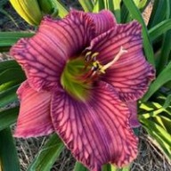 Liliowiec Nowhere to Hide