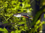 Samice Gupika Endlera Santa Maria Bleeding Heart 10 szt. czyste rasowo