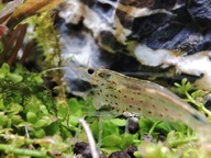 Krewetka Amano XL (Caridina multidentata) - przesyłka ogrzewana