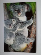 MISIE KOALA - karnet