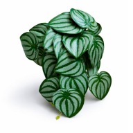 Roślina sztuczna Peperomia do terrarium dekoracja realistyczne liście