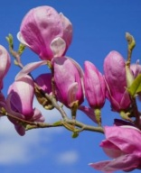 Magnolia soulangeana COATES kwiaty pachnące SZYBKO KWITNIE