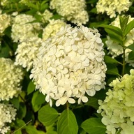 Hortensja bukietowa 'Limelight' (Hydrangea) P13