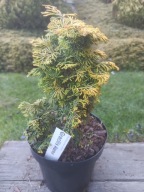 Cyprysik Gracilis Aurea