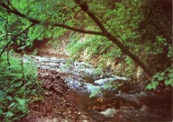 Rebizanty Susiec Roztocze Rezerwat Nad Tanwią - z7