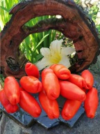 Pomidor Aurija (183) nasiona kolekcjonerskie