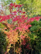 Klon czerwony palmowy drzewiasty 11 letni czerwony inny