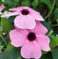 ROŚLINA PNĄCA Thunbergia Sunny Susy Rose Sensation