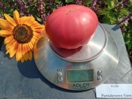 Pomidor Kolb malinowy stara odmiana z USA hairloom nasiona kolekcjonerskie