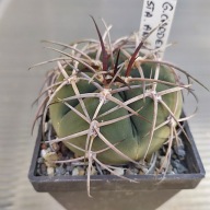 *KAKTUSY* GYMNOCALYCIUM CARDENASIANUM - LB 3483