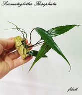 Schismatoglottis Roseospatha -kolekcja - od fibell