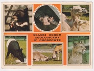 Katowice Chorzów Ogród Zoologiczny ZOO 1975r. WIELKA wymiary 130 x 179mm.