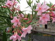 Nerium Oleander pojedynczy MAGALY jasnoróżowy