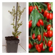 Jagoda Goji "New Big" - Kolcowój - Silna Sadzonka Owocująca w doniczce P9