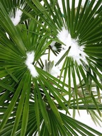 GORSZY STAN – NIŻSZA CENA Palma Mrozoodporna -12°C Trachycarpus fortunei
