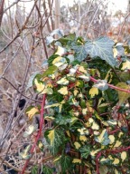 Bluszcz argentea barwny zimo zielony szczepiony inny